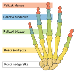 Ręce – Totalna Biologia, Bioenergoterapia